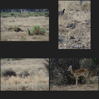 Samburu National Reserve