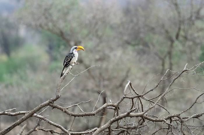 Yellow hornbill