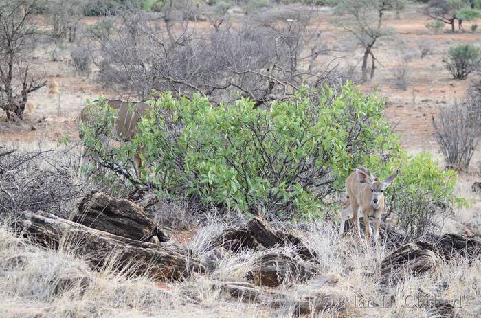 Young greater kudu