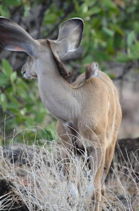 Young greater kudu