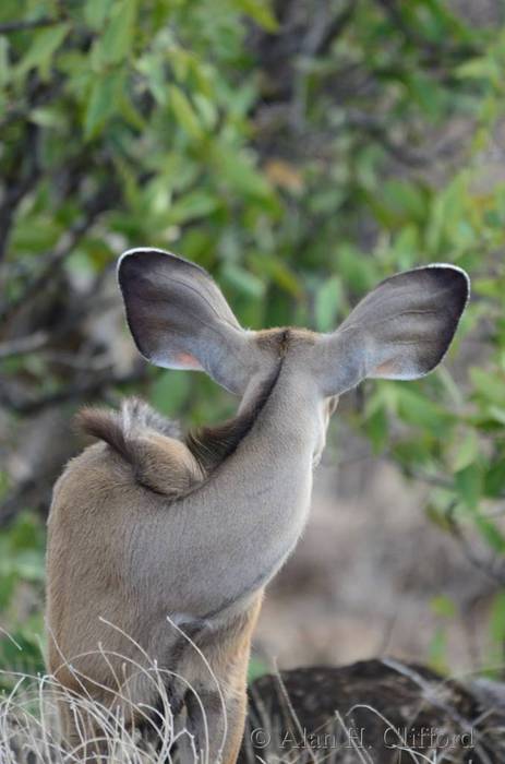 Young greater kudu