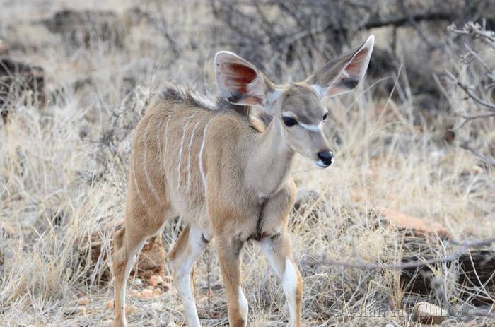 Young greater kudu