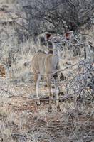 Young greater kudu