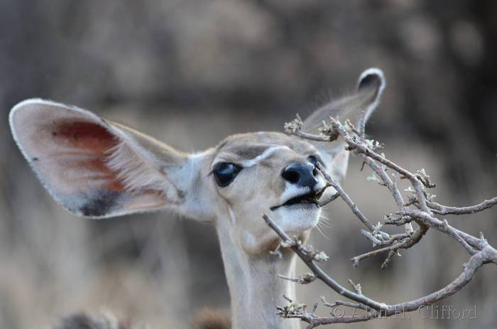 Young greater kudu