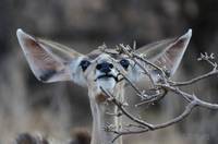 Young greater kudu