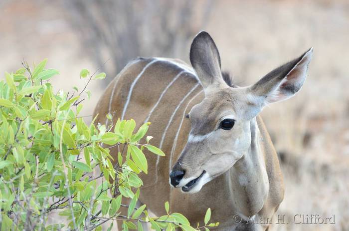 Greater kudu