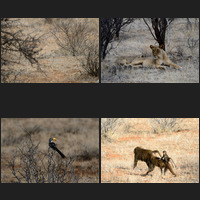 Samburu National Reserve