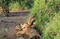 Lions fighting