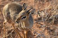 Dik-dik