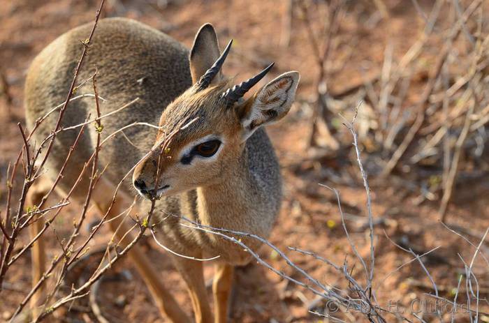 Dik-dik