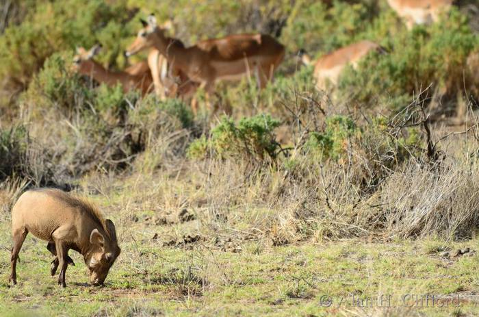 Warthogs