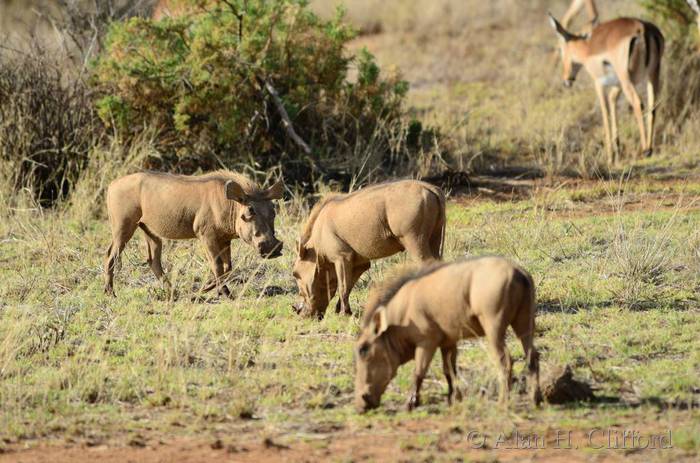 Warthogs