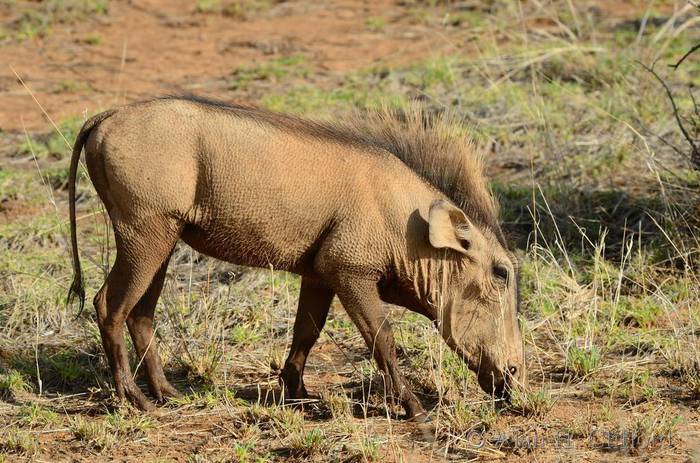 Warthog