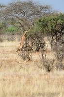 Gerenuk