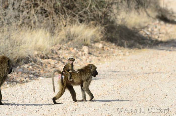 Baboon with baby