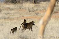 Baboon with baby