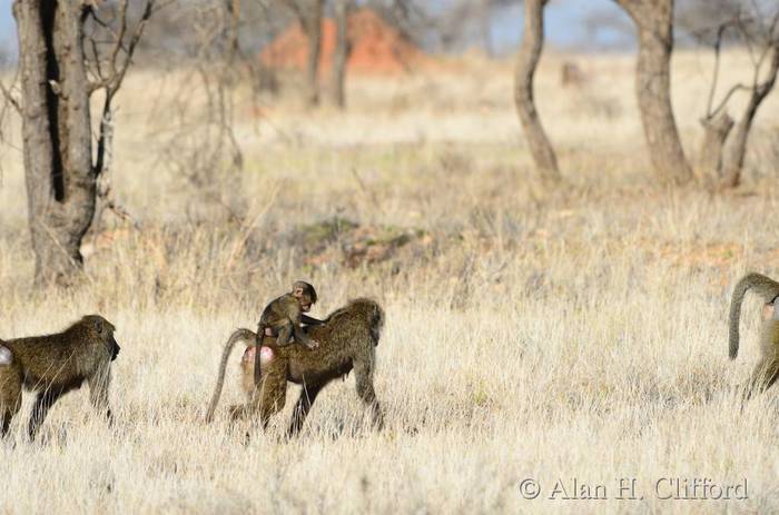 Baboon with baby