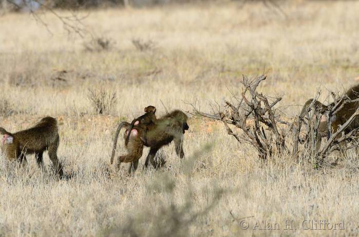 Baboon with baby