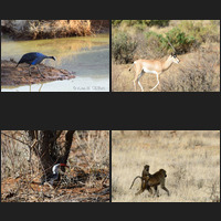 Samburu National Reserve