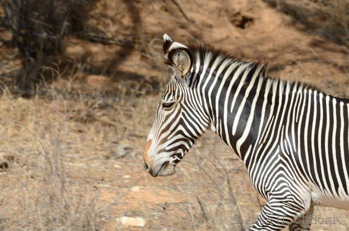 Grevy’s zebra