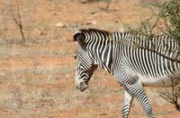 Grevy’s zebra