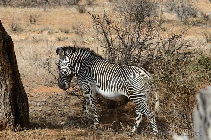 Grevy’s zebra