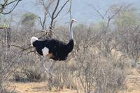 Male ostrich