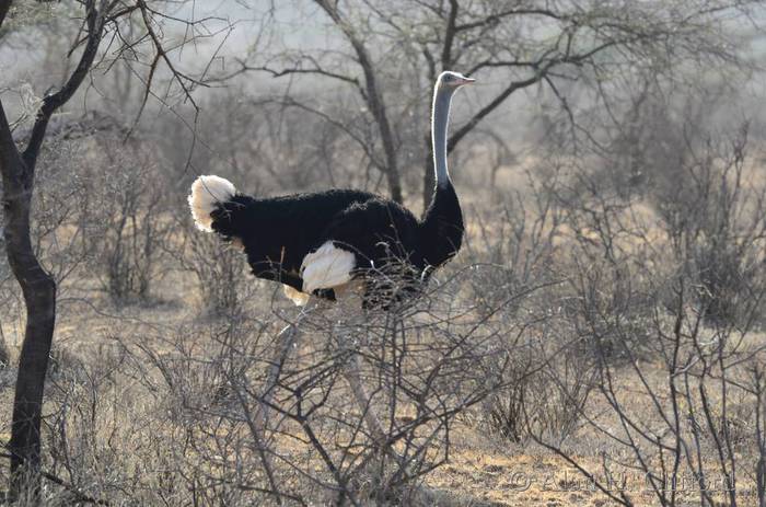 Male ostrich