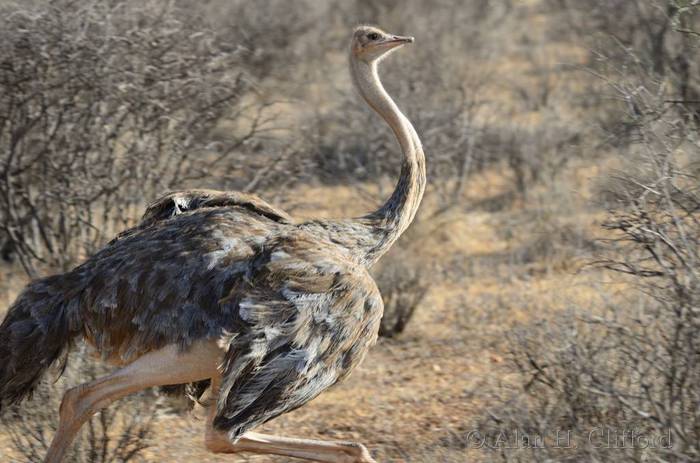 Female Ostrich