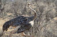 Femail ostrich running