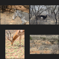 Samburu National Reserve