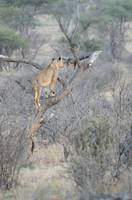 Lion in a tree