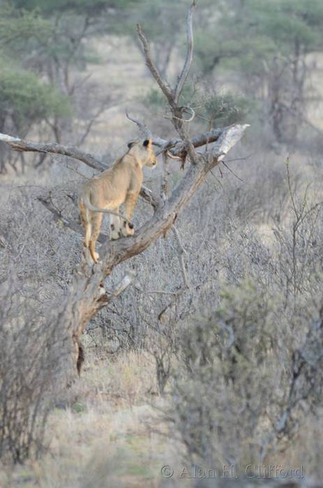 Lion in a tree