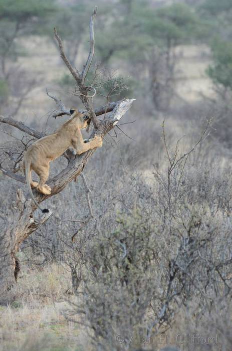 Lion in a tree