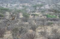 Lion in a tree