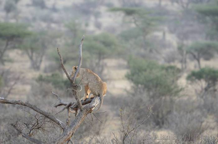 Lion in a tree