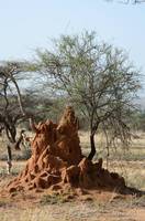 termite mound