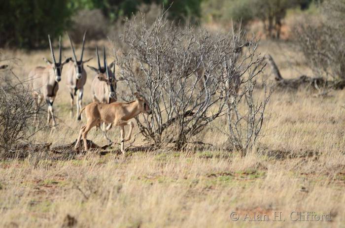 Young oryx