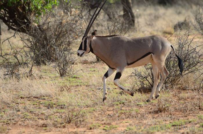 Oryx running