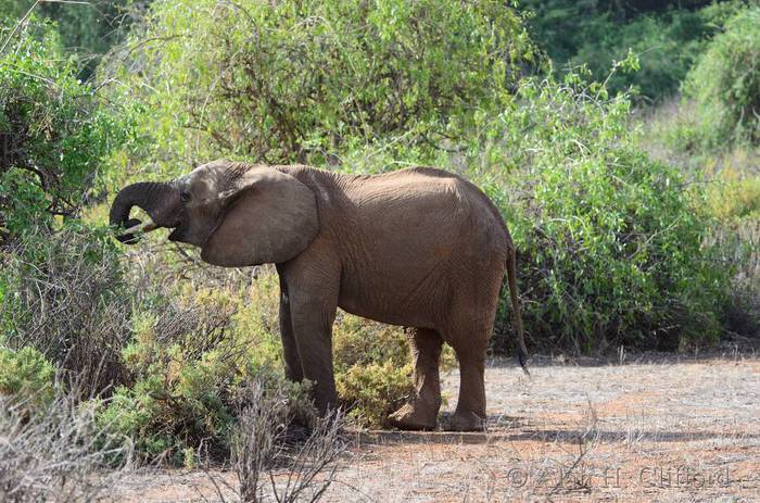 Young elephant