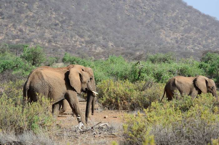 Elephants