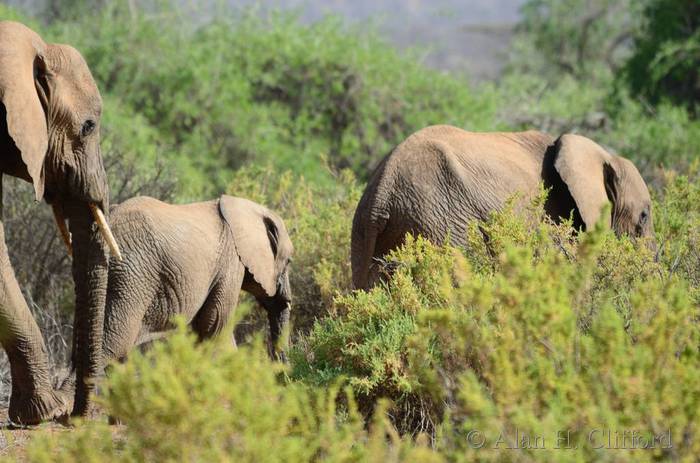 Elephants