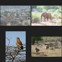 Samburu National Reserve