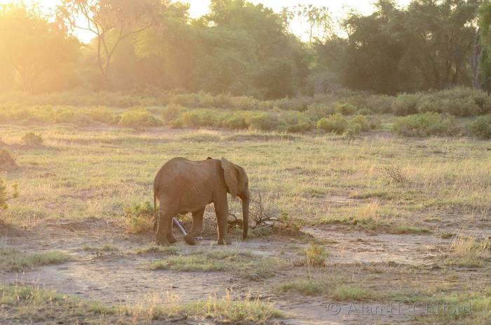 Early morning elephant