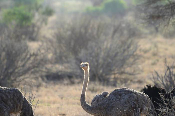 Ostriches