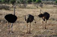 Ostriches