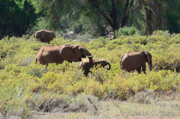 Elephants