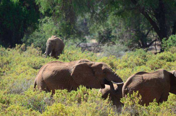 Elephants