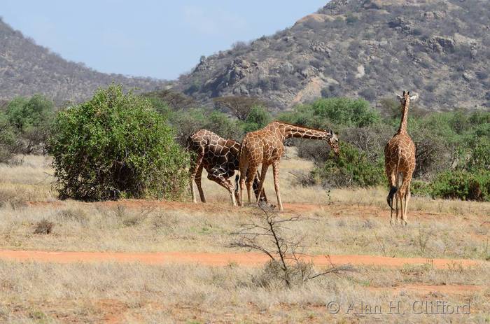 Giraffes