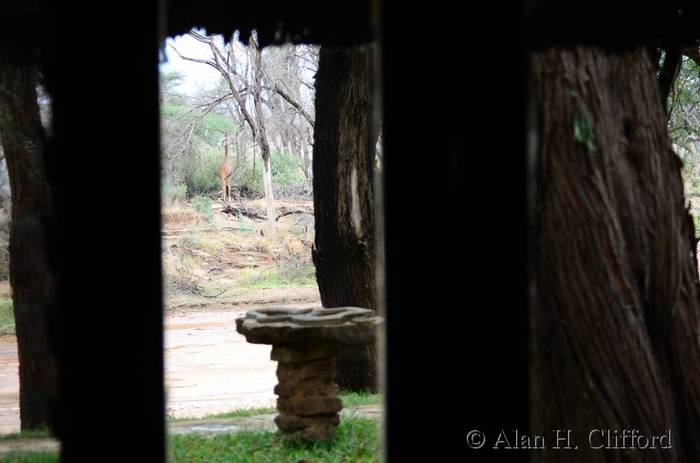 View from room at Samburu Game Lodge